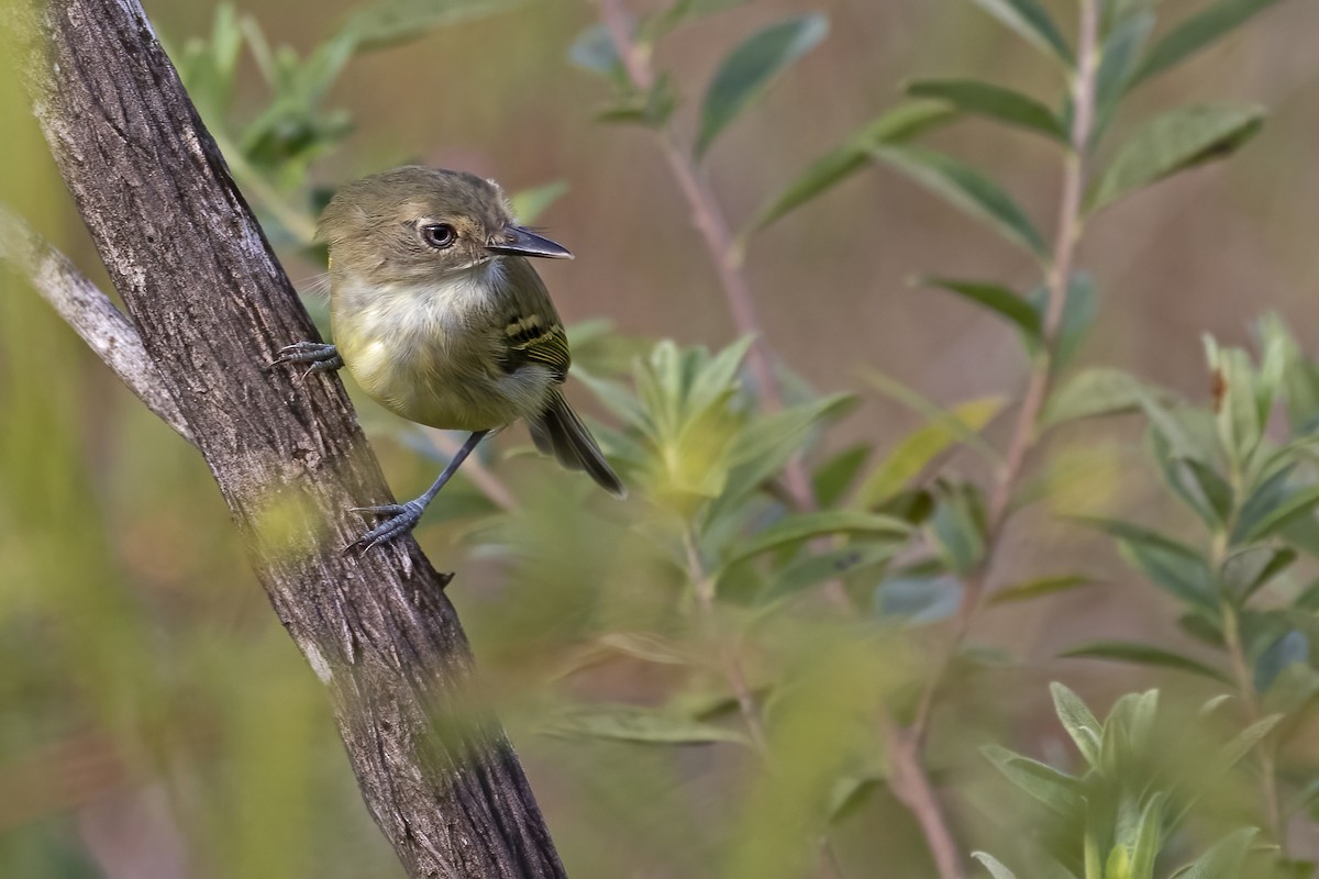 Smoky-fronted Tody-Flycatcher - ML550480861