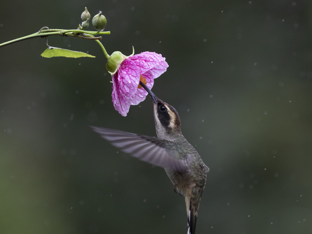 kolibřík šupinkohrdlý - ML550483081