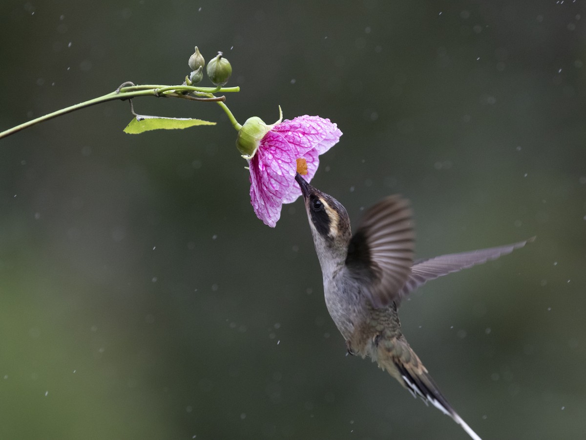 Scale-throated Hermit - ML550483111