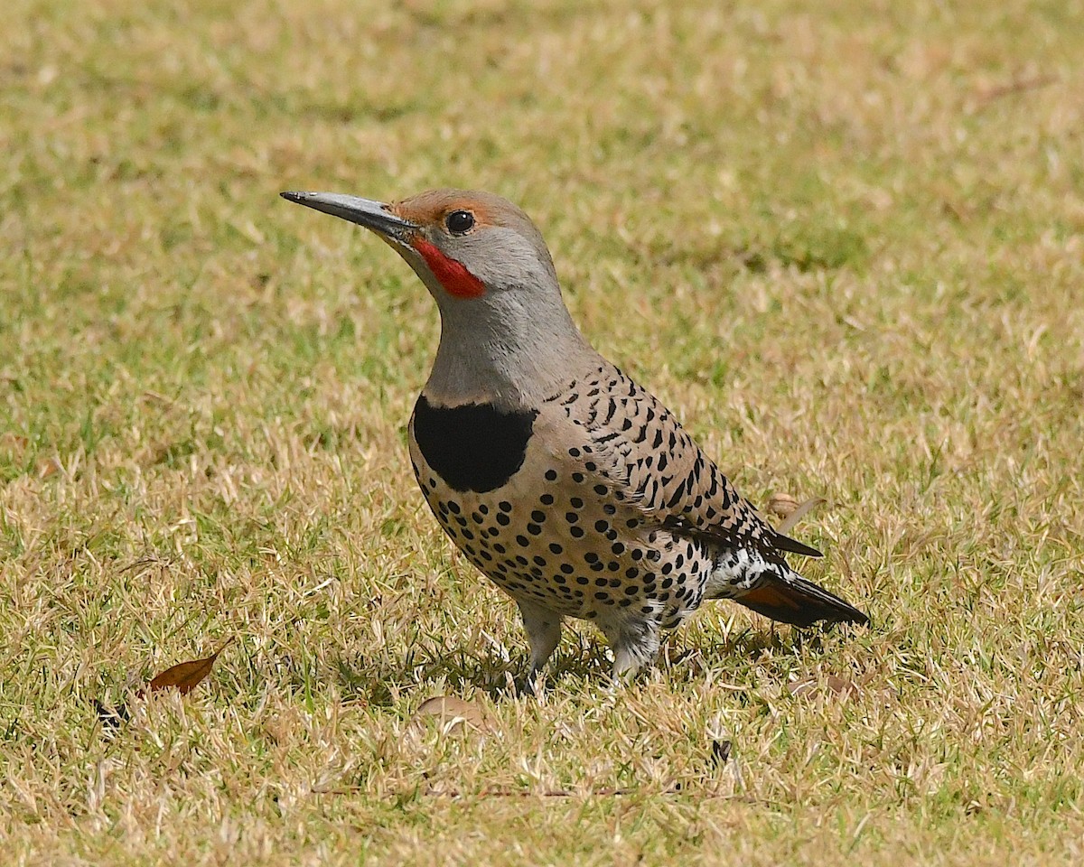 Northern Flicker (Red-shafted) - Ted Wolff