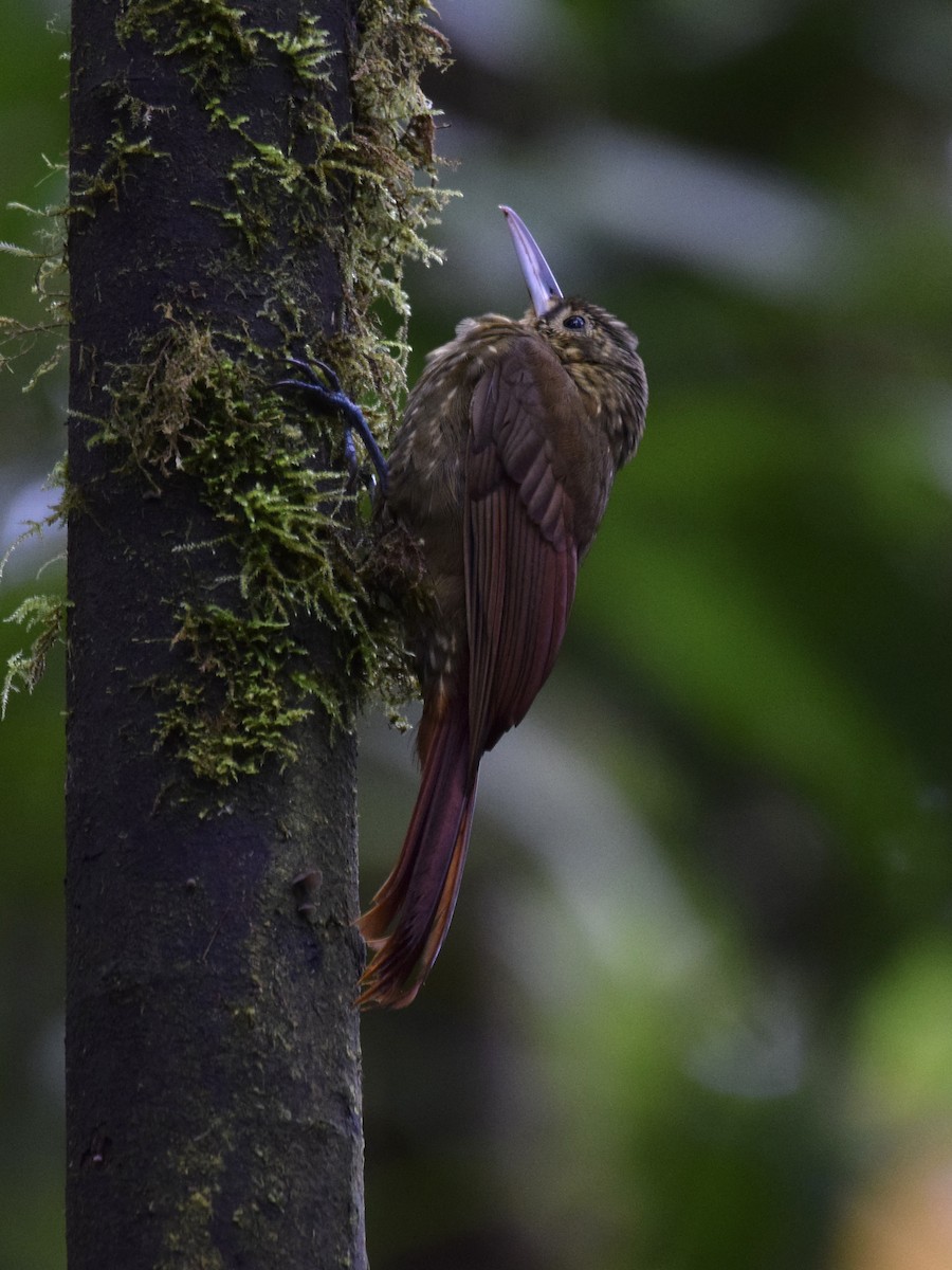 Spotted Woodcreeper - ML550489251