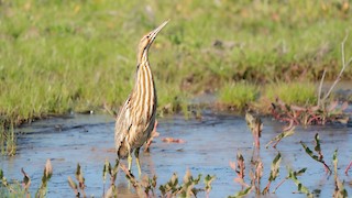 American Bittern
