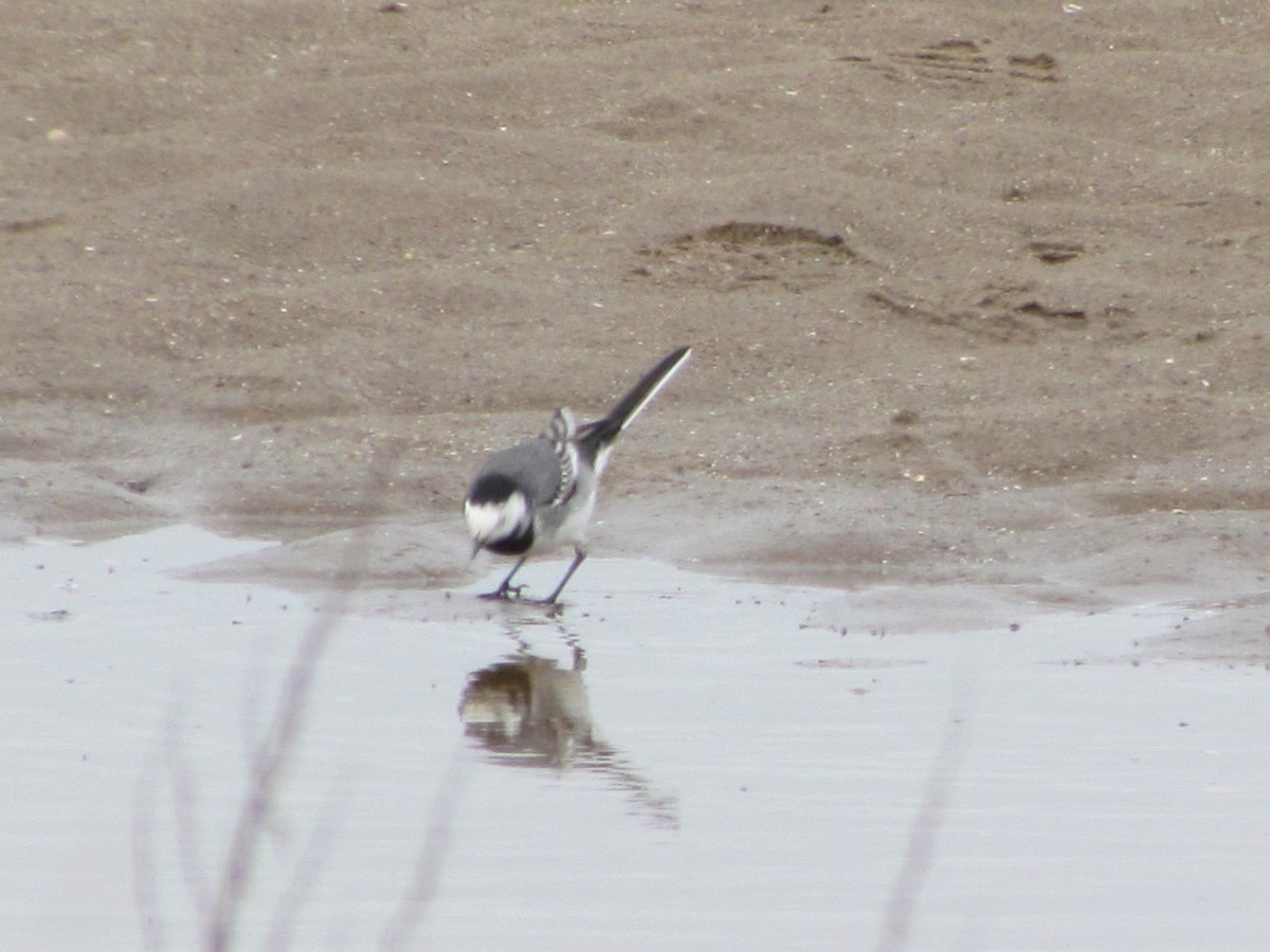 White Wagtail (White-faced) - Bruce Kerr