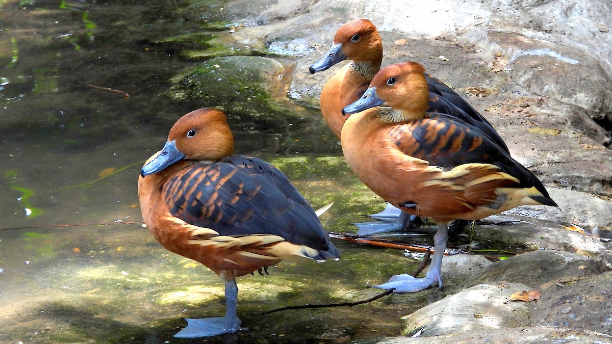 Fulvous Whistling-Duck - Alan Green