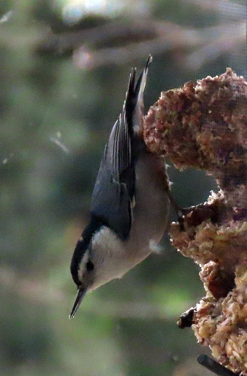 White-breasted Nuthatch - ML550495451