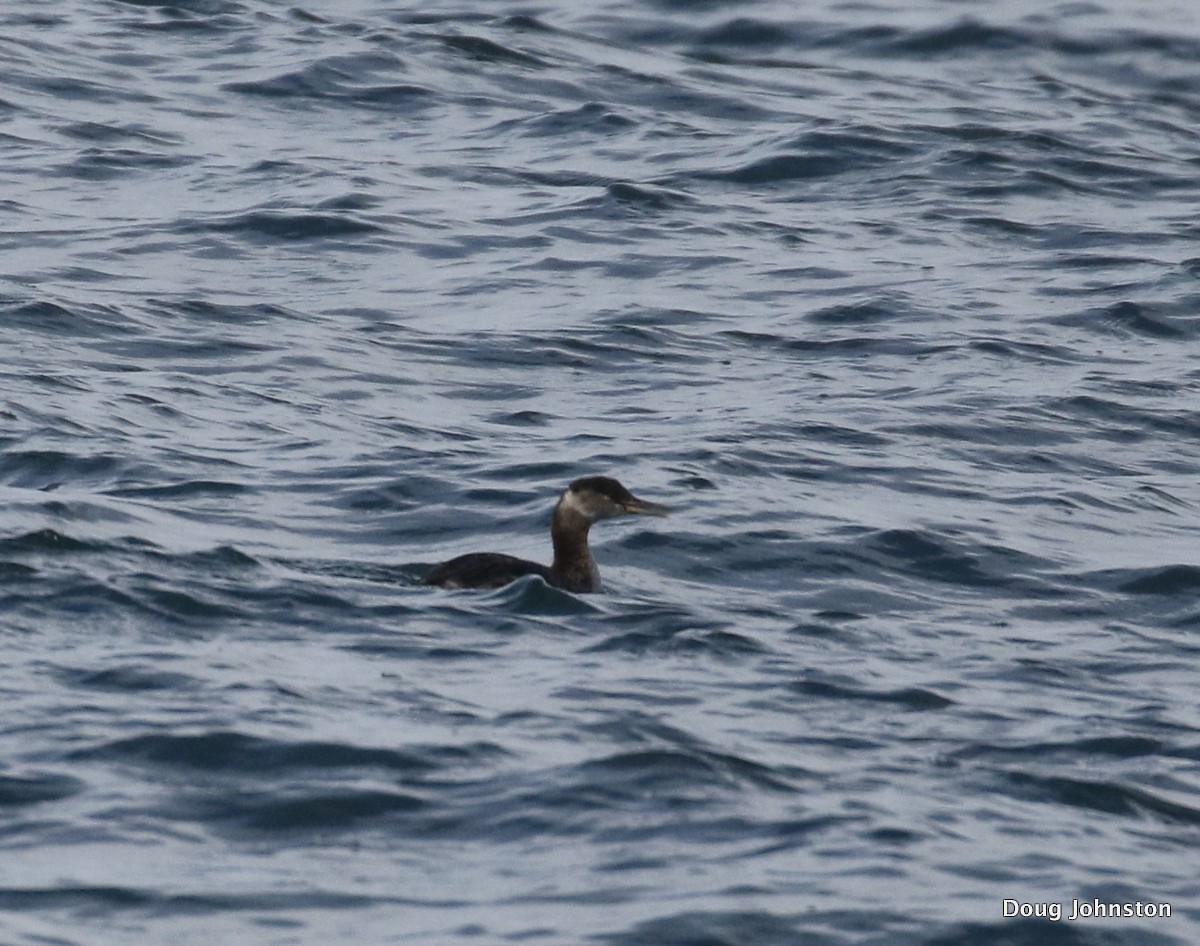 Red-necked Grebe - ML55050141
