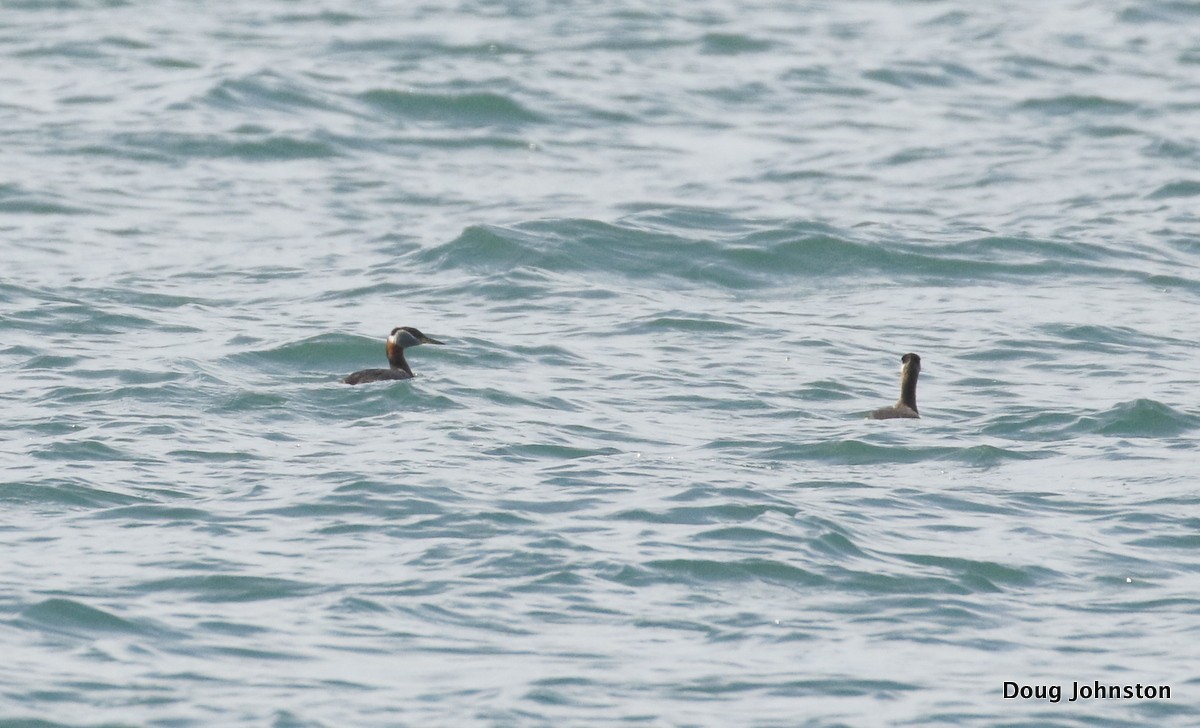 Red-necked Grebe - ML55050161
