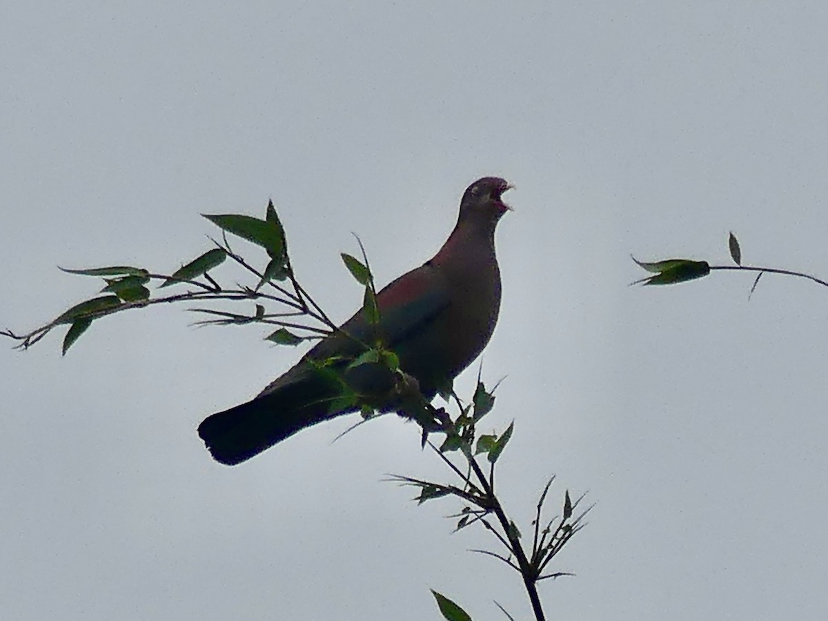 Red-billed Pigeon - ML550503941