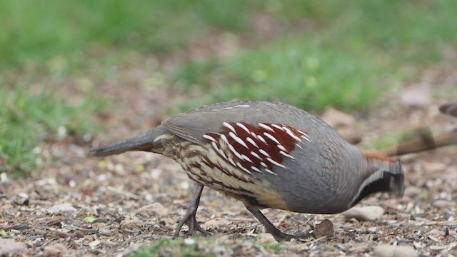 Gambel's Quail - ML550514941