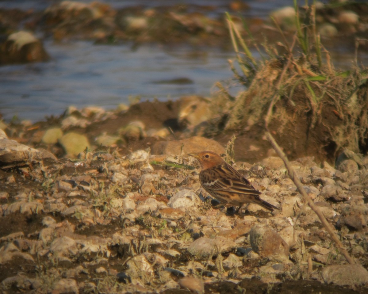 Red-throated Pipit - ML55051501