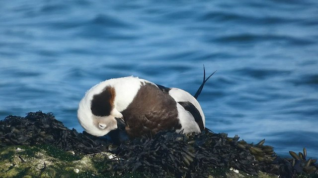 Long-tailed Duck - ML550516701