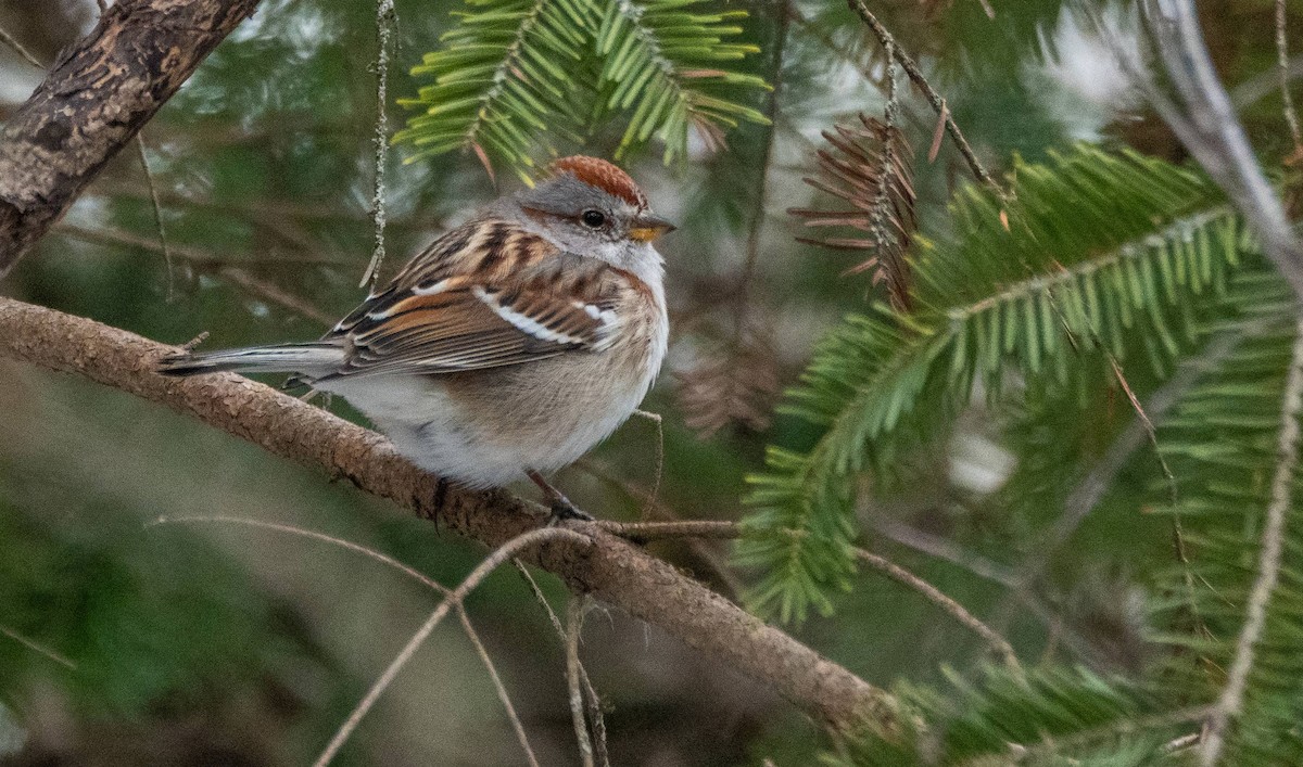 American Tree Sparrow - ML550523461