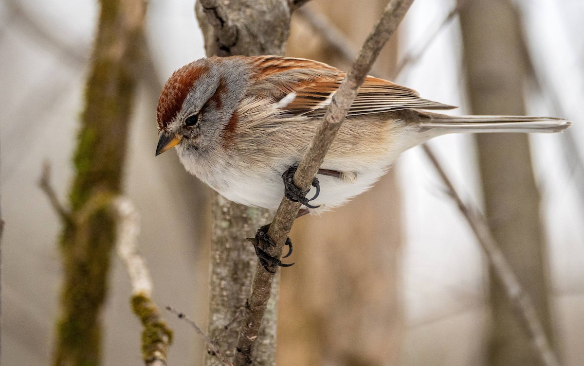 American Tree Sparrow - ML550523481