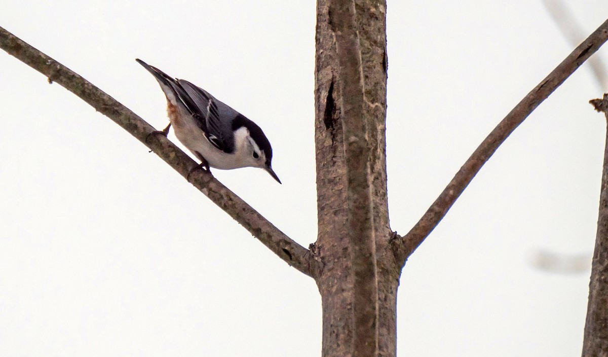 White-breasted Nuthatch - ML550523671