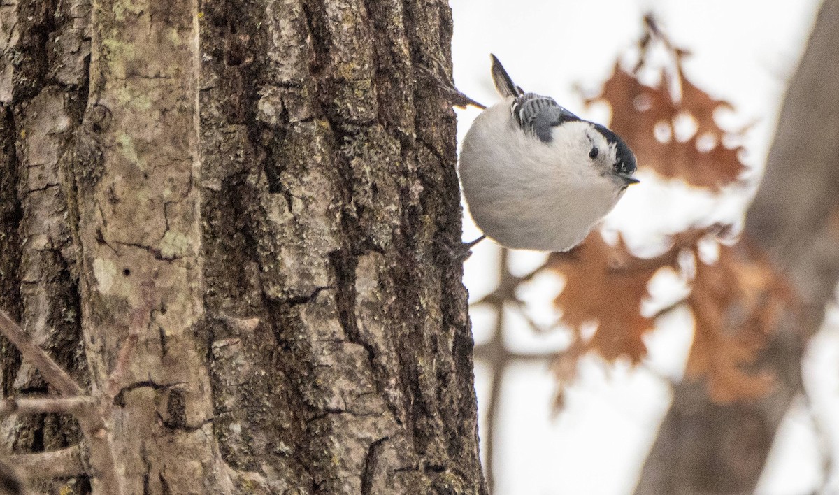 White-breasted Nuthatch - ML550523701
