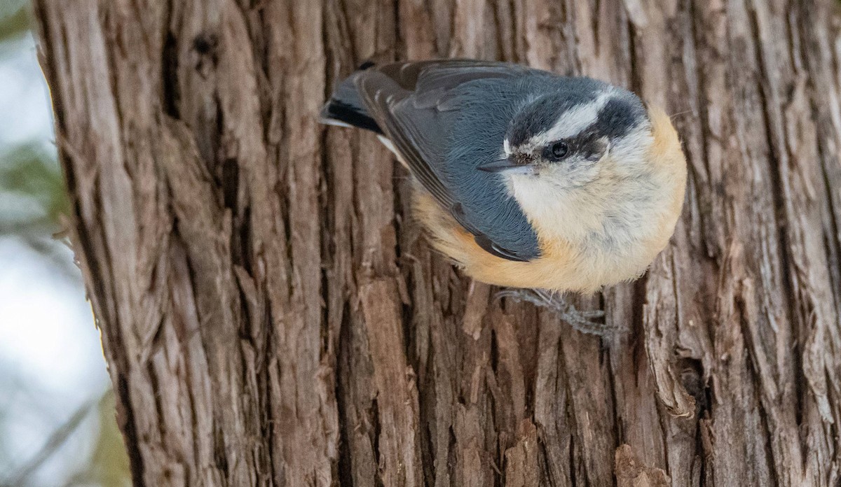 Red-breasted Nuthatch - ML550523771