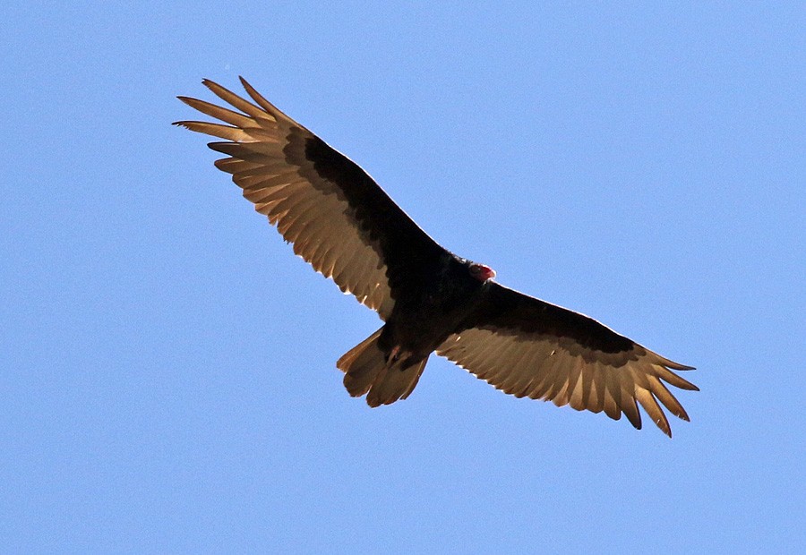 Turkey Vulture - Alan Versaw