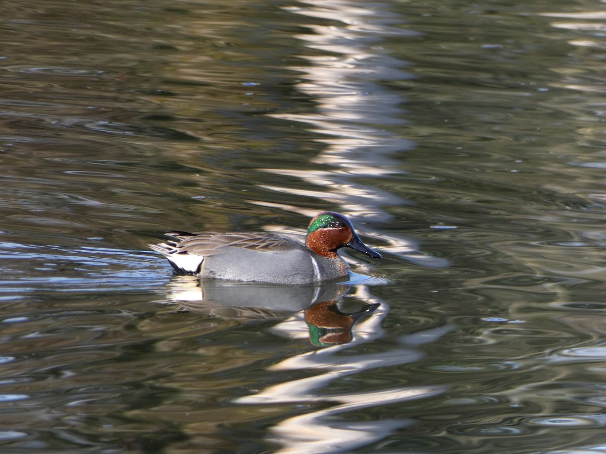 Green-winged Teal - ML550530331