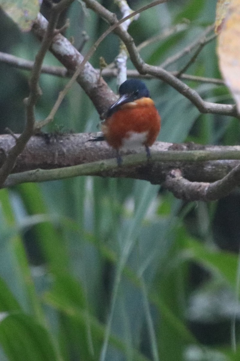 American Pygmy Kingfisher - ML550531911