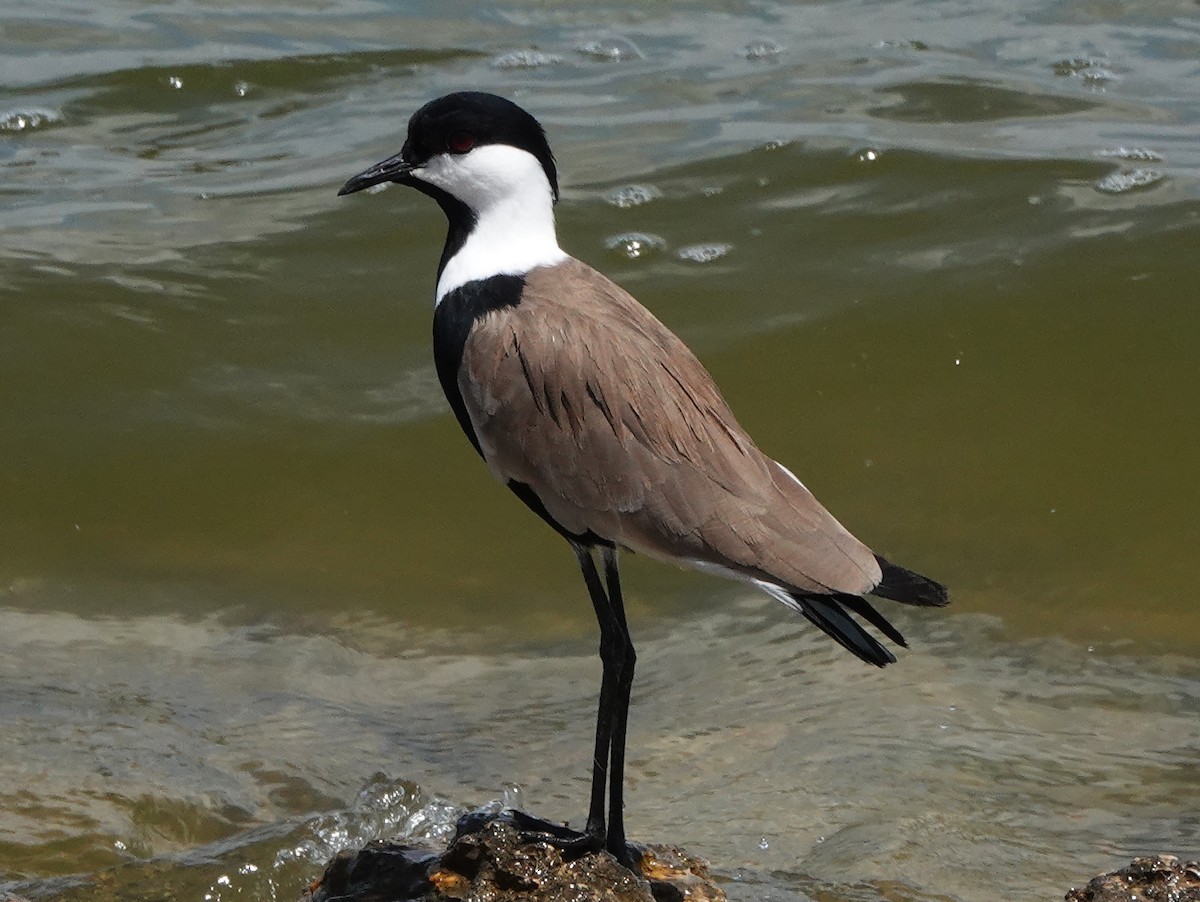Spur-winged Lapwing - ML550534081