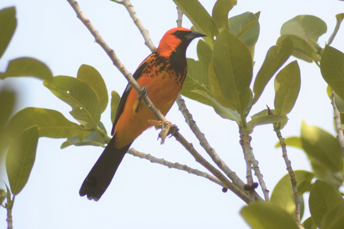 Spot-breasted Oriole - ML55053531