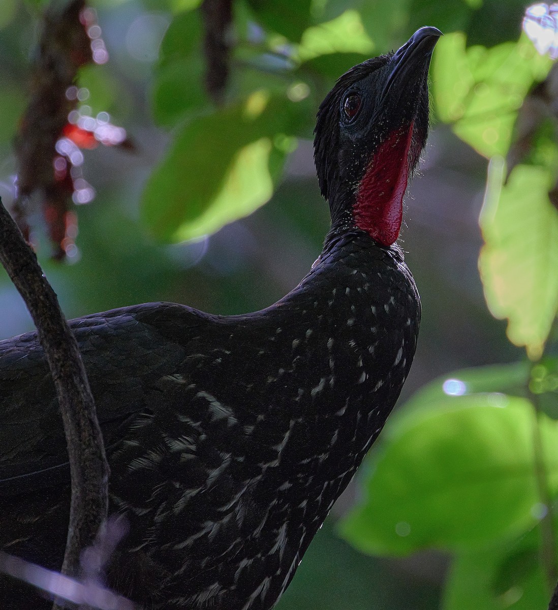 Crested Guan - ML550536121