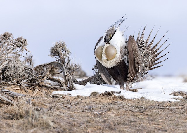 Greater Sage-Grouse ML550536311