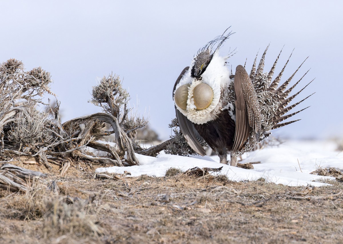 Greater Sage-Grouse - August Hazel