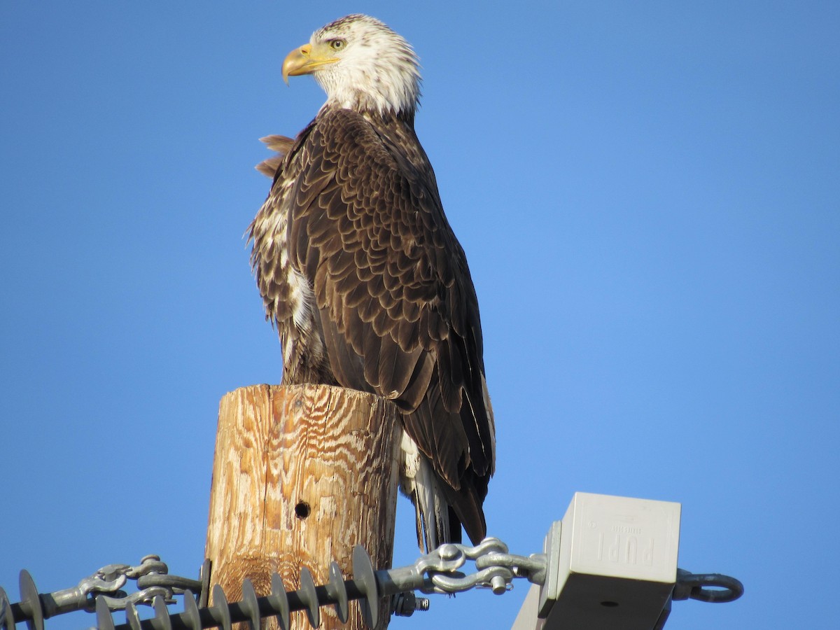 Bald Eagle - The Vermont Birder Guy