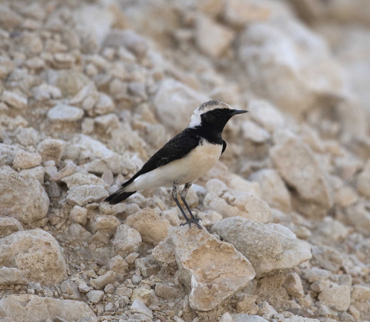 Pied Wheatear - Huw Roberts