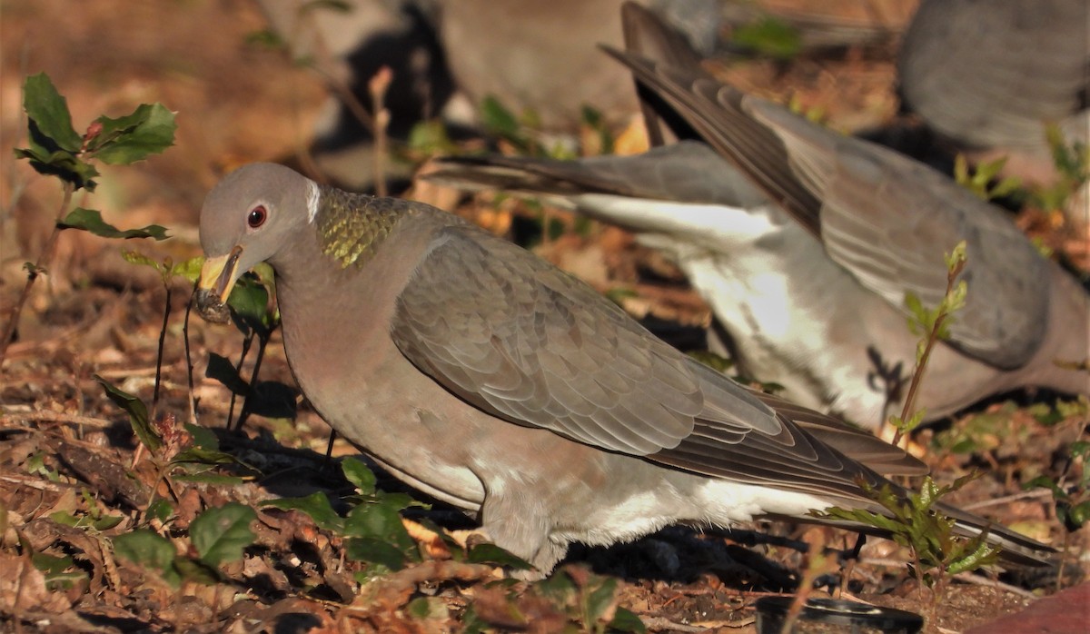 Band-tailed Pigeon - Pair of Wing-Nuts