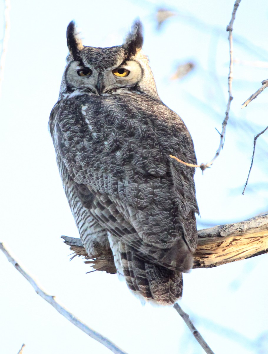 Great Horned Owl - ML550545701