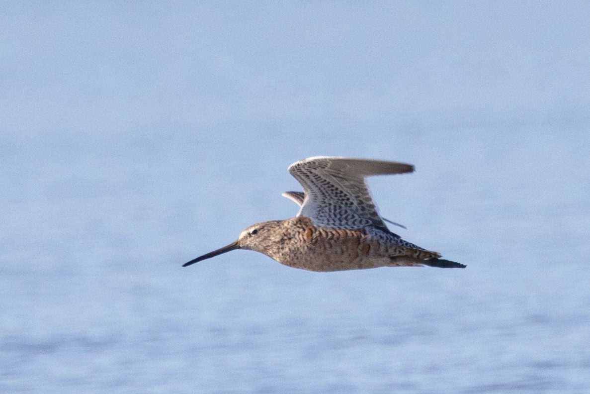 Long-billed Dowitcher - ML550545891
