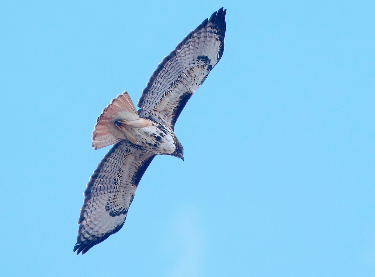 Red-tailed Hawk - ML550546421