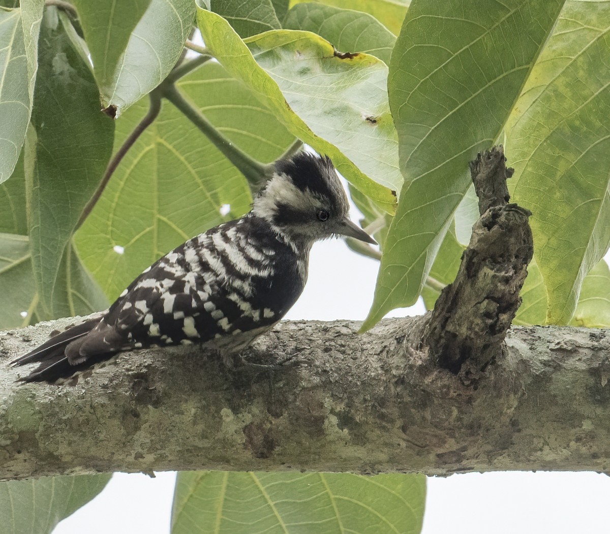 Gray-capped Pygmy Woodpecker - ML550546901