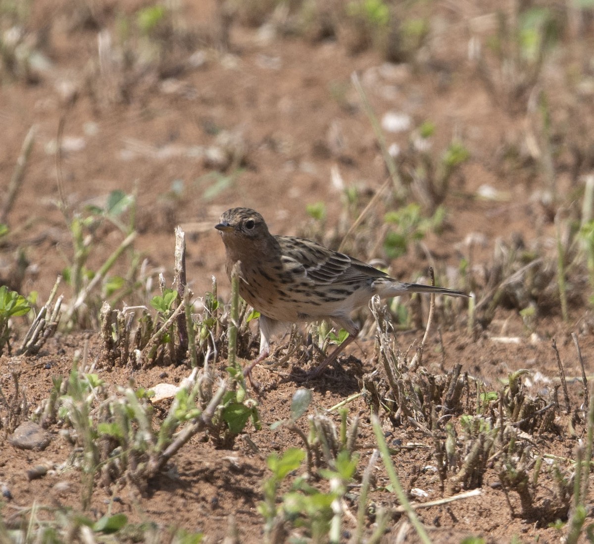 Red-throated Pipit - ML550551641