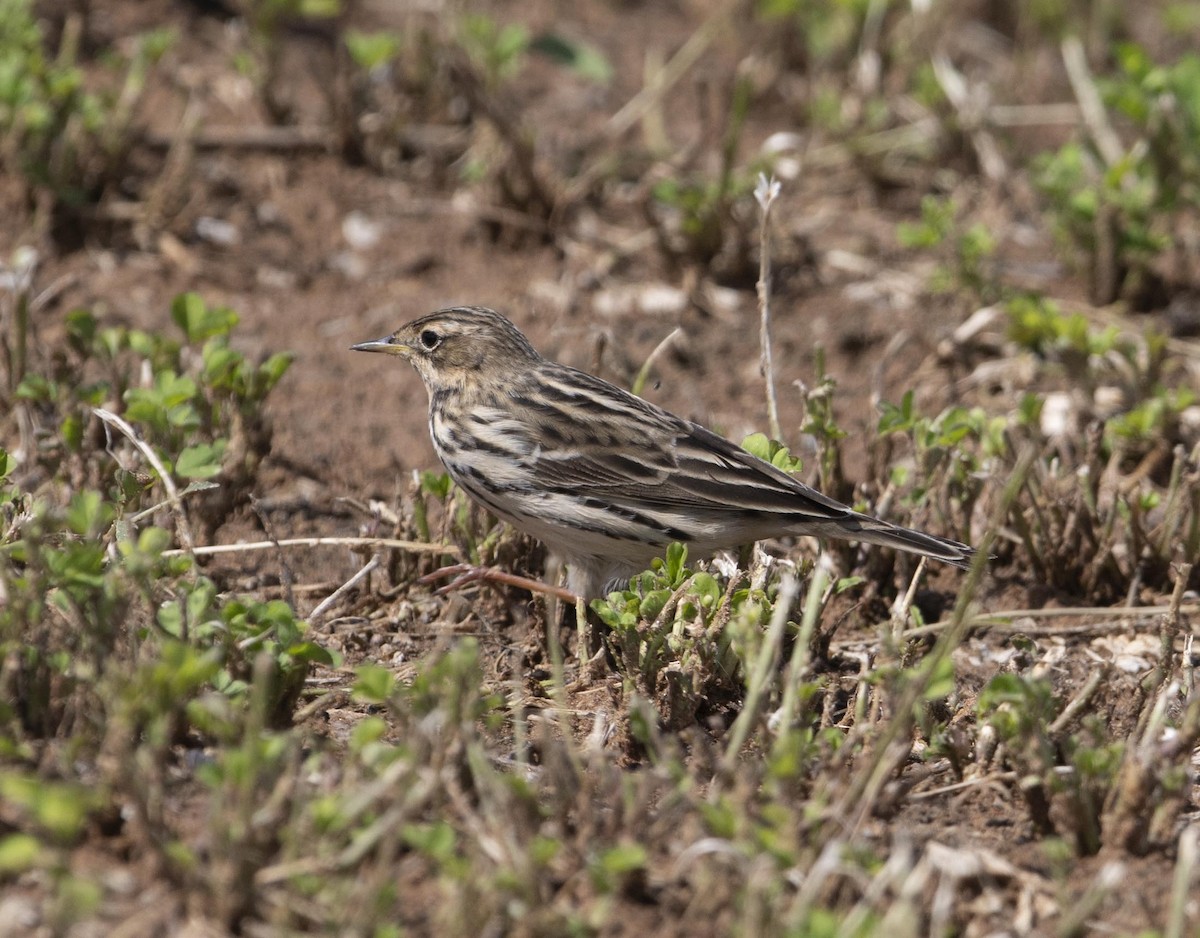 Red-throated Pipit - Huw Roberts