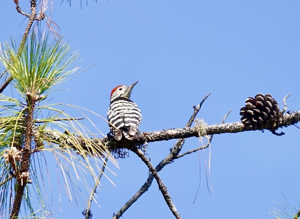Stripe-breasted Woodpecker - Pia Sethi