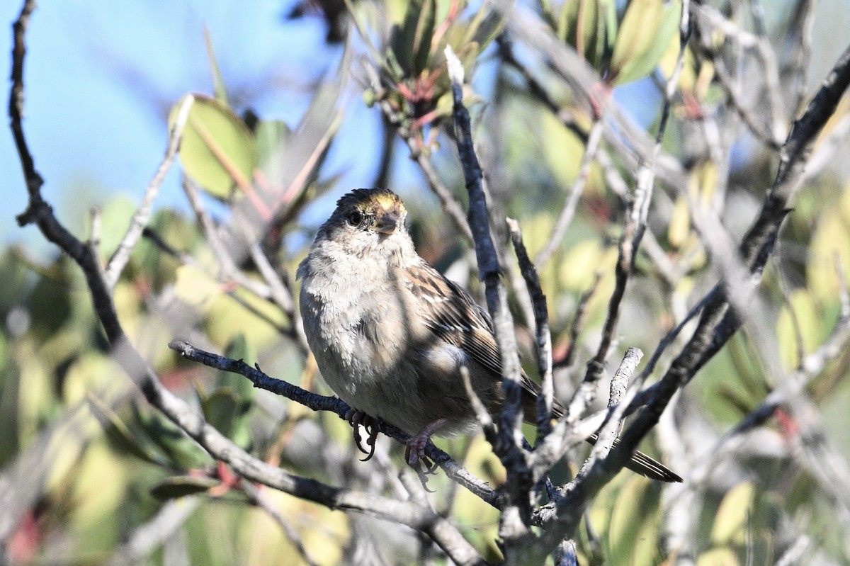 Golden-crowned Sparrow - ML550554951