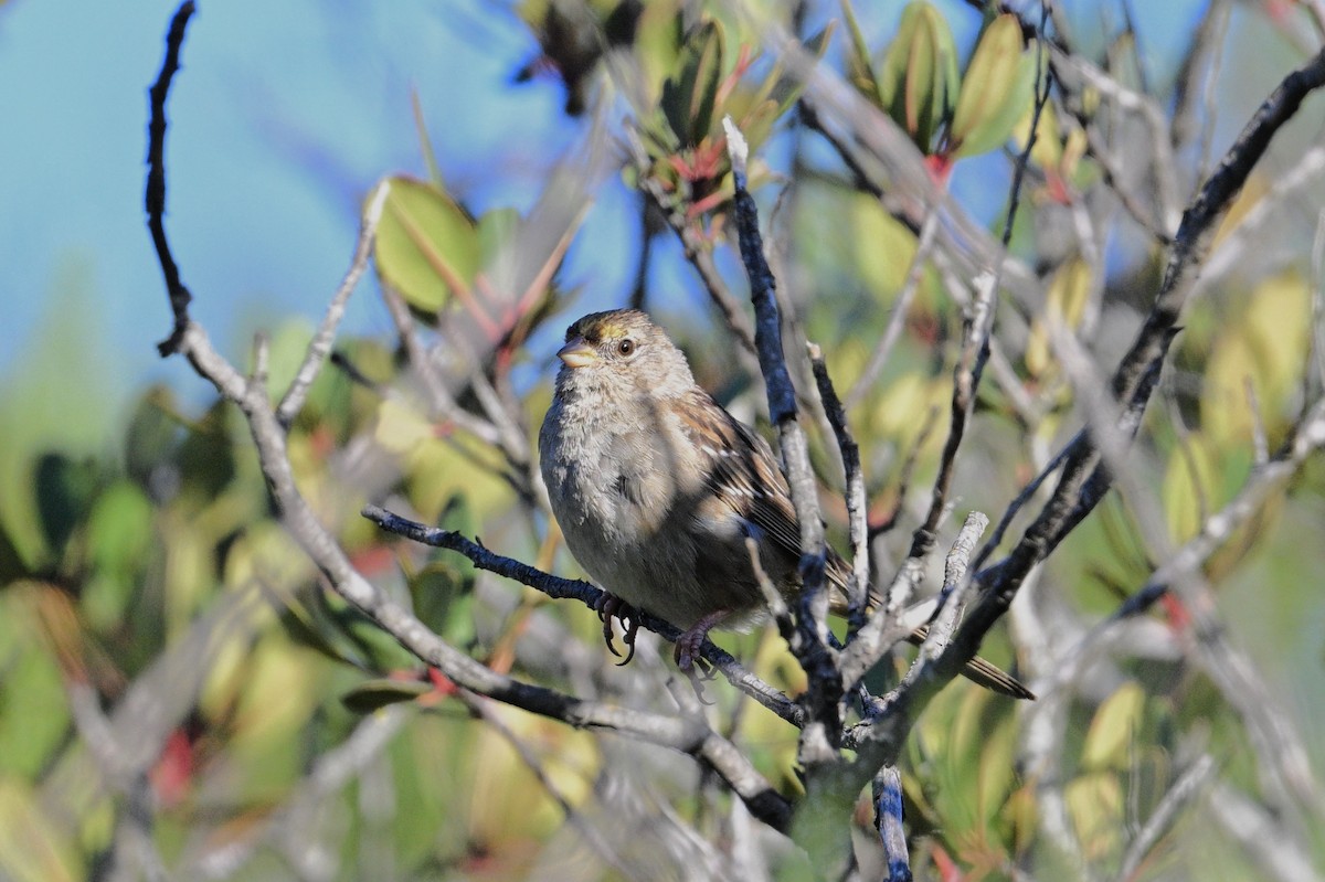Golden-crowned Sparrow - ML550554961