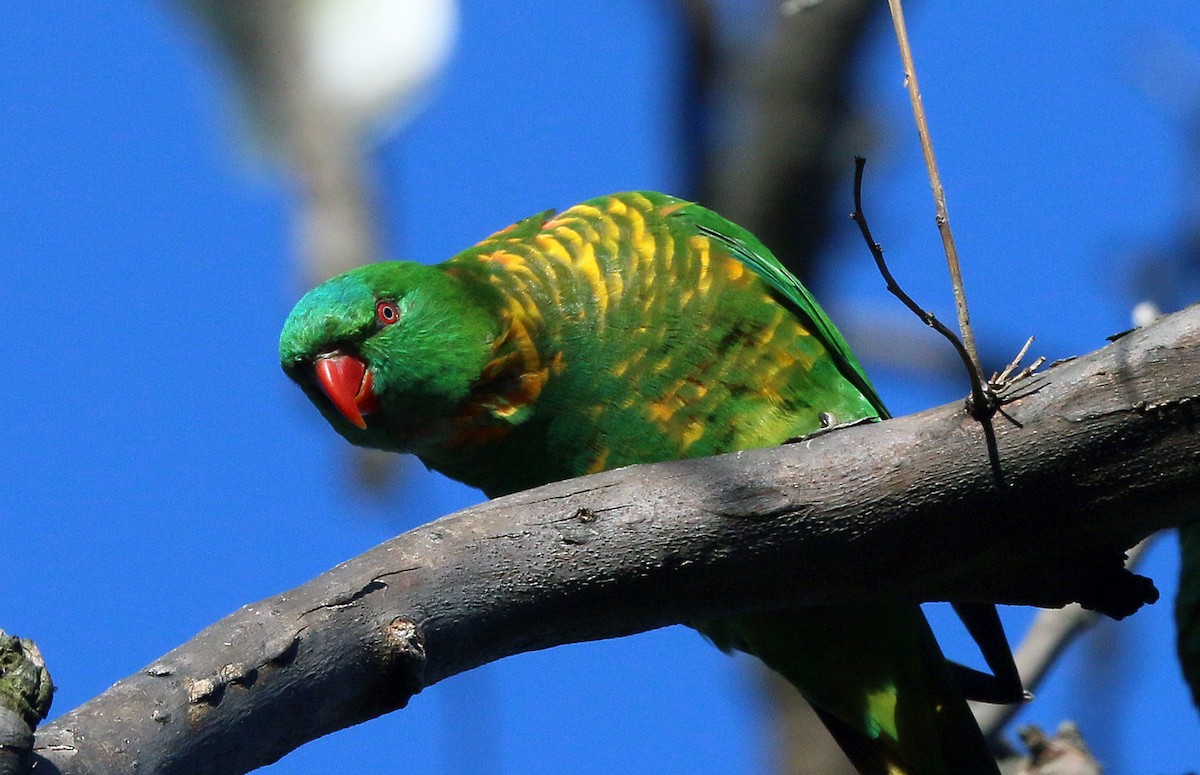 Scaly-breasted Lorikeet - Peter Bennet