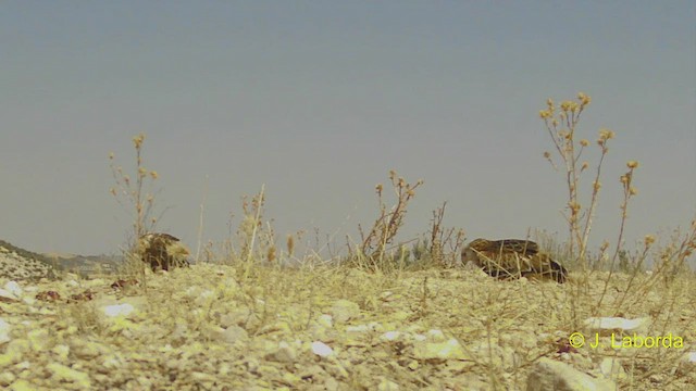 Eurasian Marsh-Harrier - ML550560641