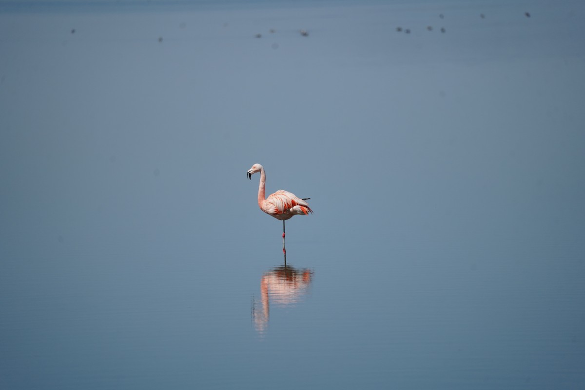 Chilean Flamingo - ML550560831