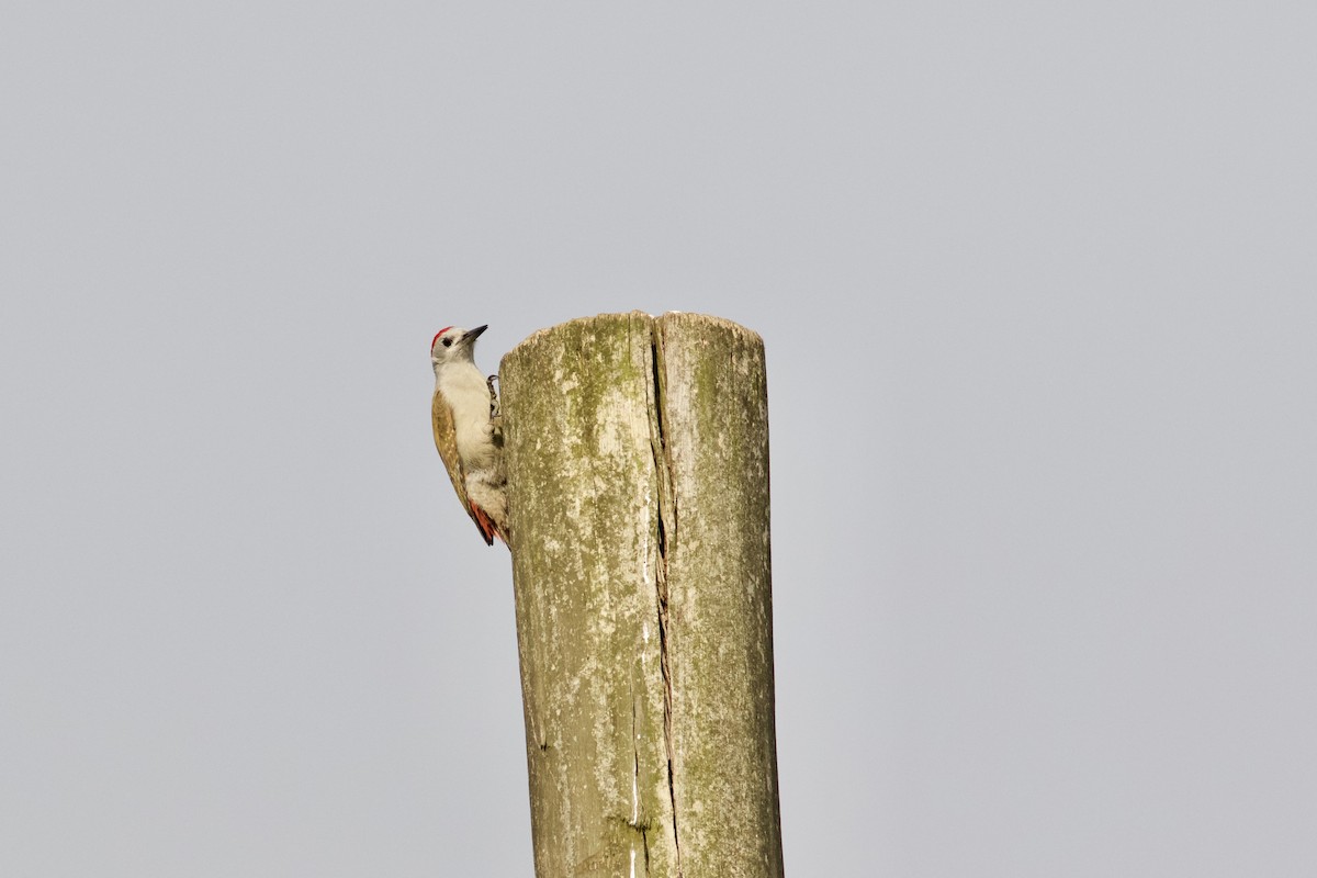 African Gray Woodpecker - ML550561471