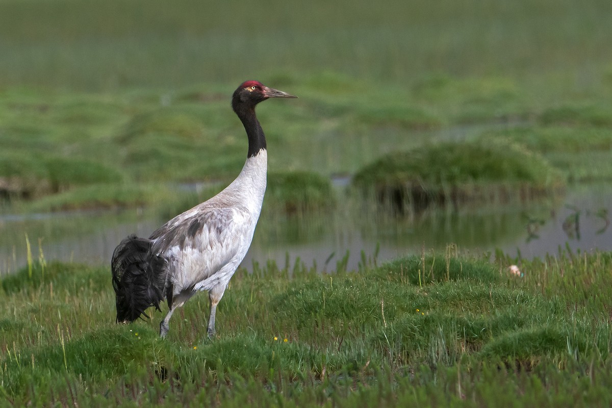 Black-necked Crane - ML550561731