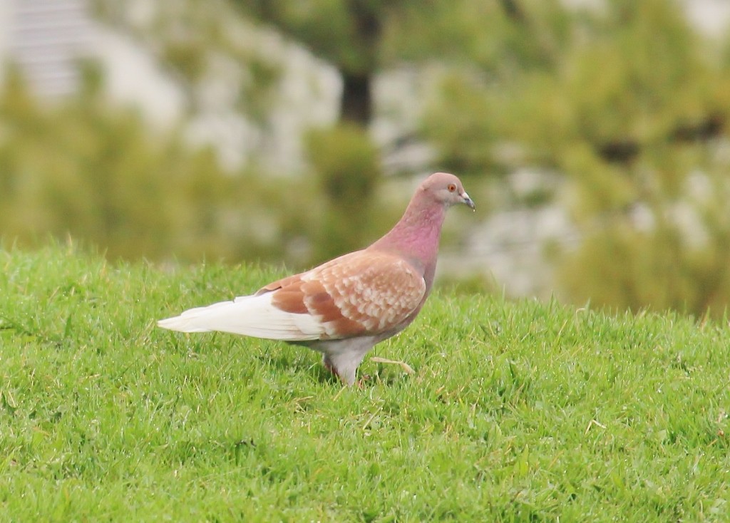 Rock Pigeon (Feral Pigeon) - ML55056591