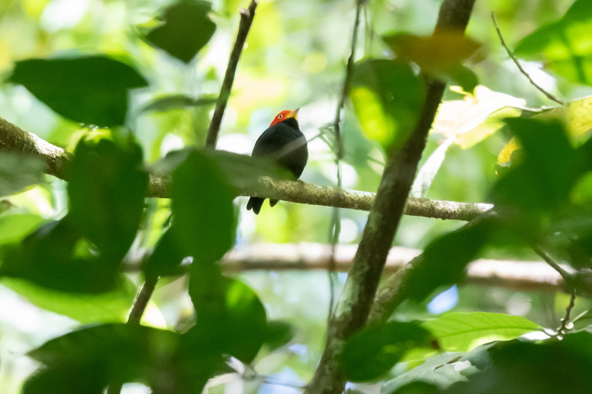 Red-capped Manakin - ML550566971