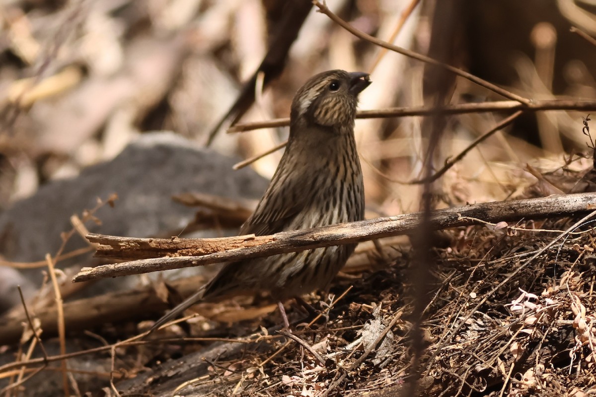 Himalayan White-browed Rosefinch - ML550568531