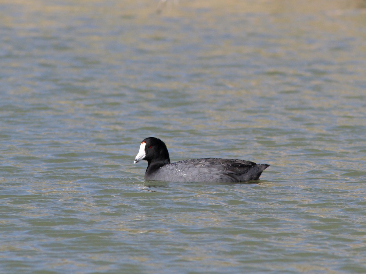 American Coot - Larry Therrien