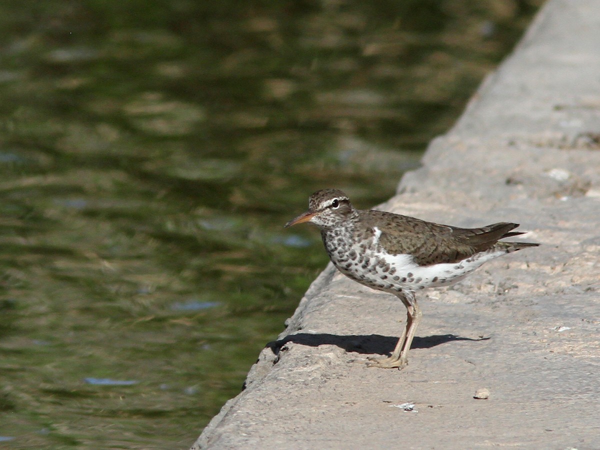 Spotted Sandpiper - Larry Therrien